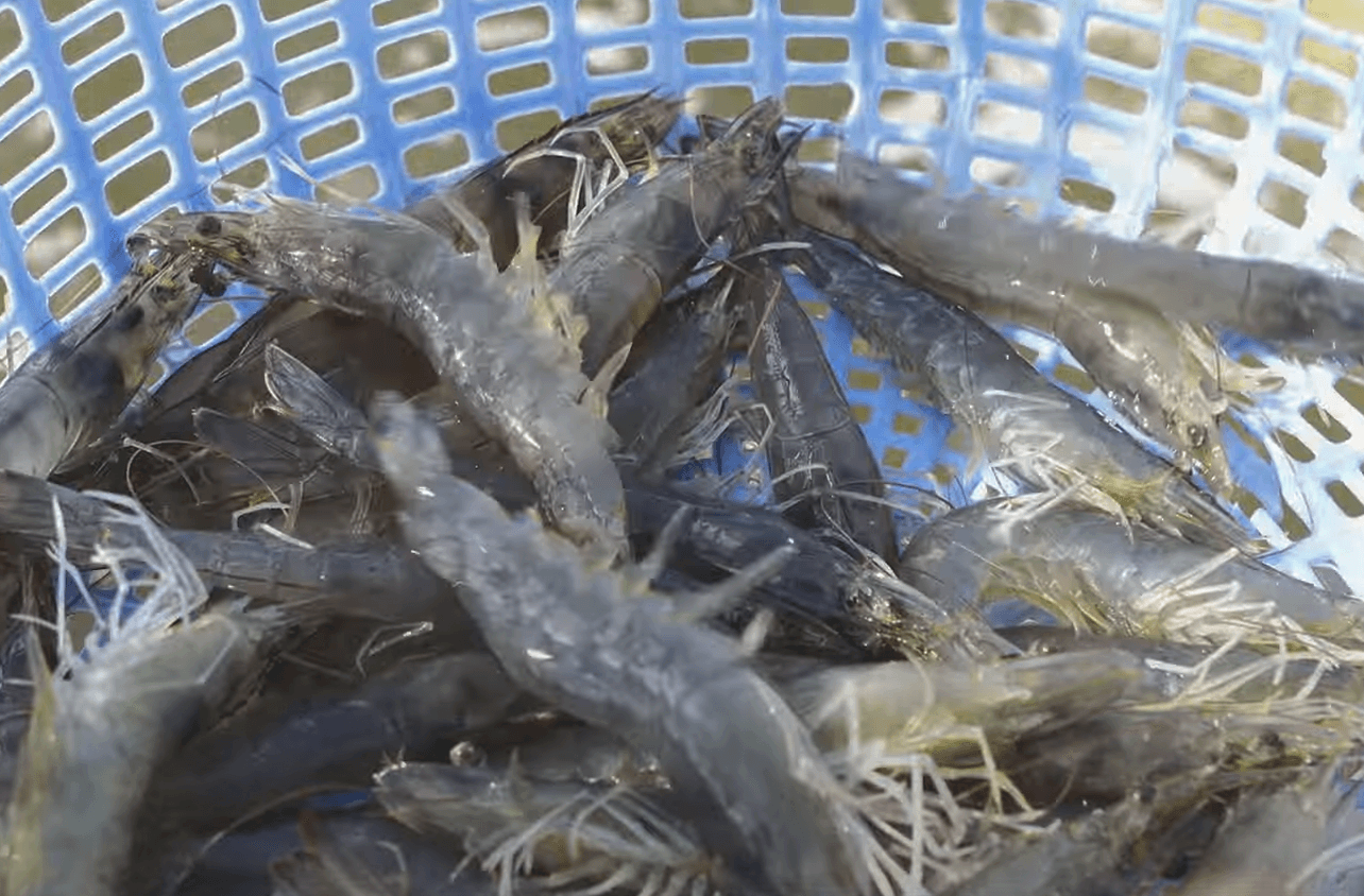 Shrimp fisherman working.